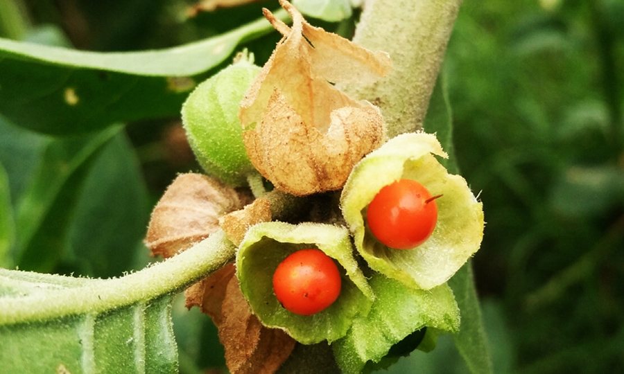 Phyto Ashwagandha standardized 5% withanolides root extract for stress adaptation